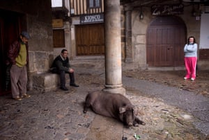Pigs in Spain: An Iberian pig rests near villagers in La Alberca