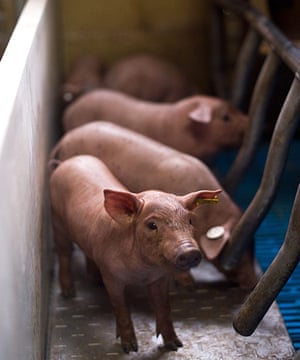 Pigs in Spain: An Iberian piglet looks out from its pen
