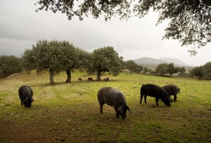 Pigs in Spain: Iberian pigs feed on fallen acorns at a farm in the village of Cespedosa