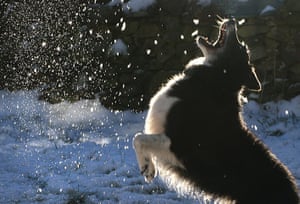 cold  uk weekend weather: A dog plays in the snow in the Scottish Borders 