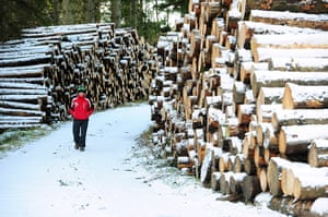 cold  uk weekend weather: A man walks past snow covered logs at Kielder Water, Northumberland 