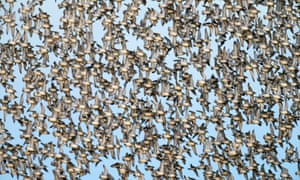 An amazing photograph of thousands of Knots at last daylight during high tide at the mud flats at Snettisham on the Norfolk coast