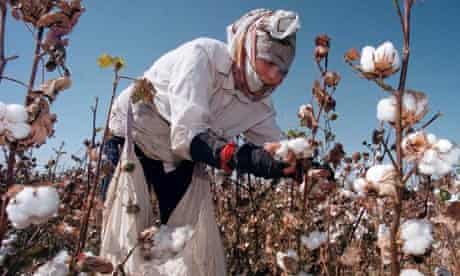 A woman picks cotton in Uzbekistan