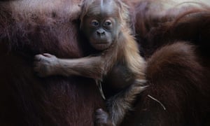 More news from the primate world: Orang-utang Rosa carries her baby Sayang in their enclosure at Frankfurt zoo. The cub was born late night on November 29 in the zoo.