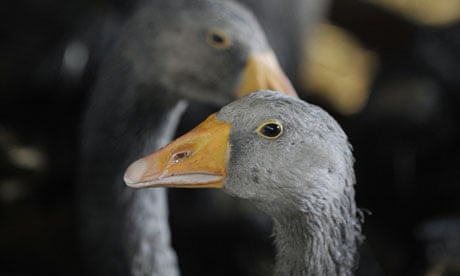 Geese kept for foie gras productionin a farm in Ujkigyos, Hungary