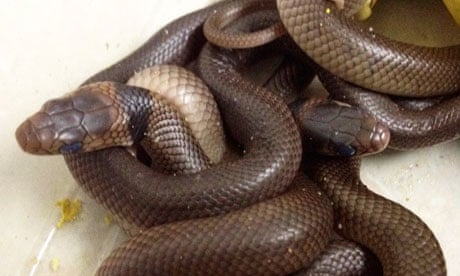 Snakes found by Australian boy Kyle Cummings