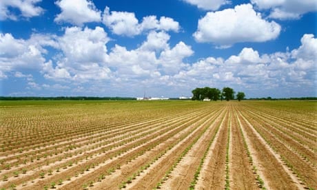 A field of cotton in Mississippi, USA