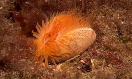 A flame shell, or Limaria hians