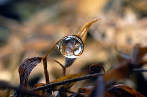 Droplets Gallery: Droplets by Andrew Osokin