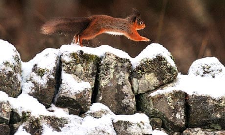 A red squirrel runs along a snow-covered wall in Northumberland, as cold weather sweeps across UK