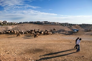 E1 project: Bedouins from the Jahalin tribe with their sheep near  Maale Adumim