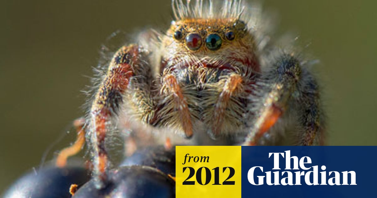 Jumping Spider That Pioneered Space Travel Dies In Museum International Space Station The Guardian Jumping Spider That Pioneered Space Travel Dies In Museum International Space Station The Guardian