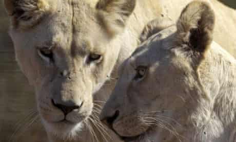 The lions that roam Africa's savannahs have lost as much as 75% of their habitat in 50 years