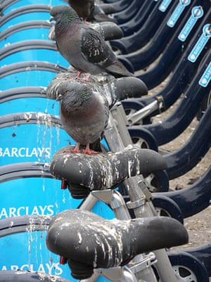 Shit London: Pigeons on Boris bikes