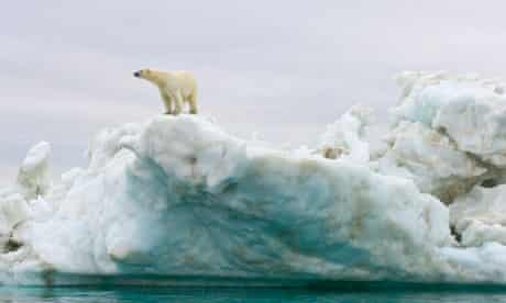 Polar bear standing atop floating iceberg