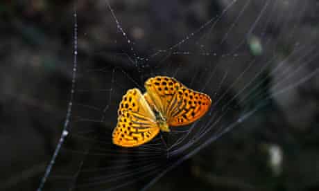 A butterfly is caught in a spider web