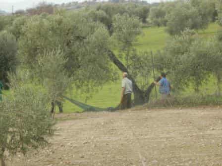 olives Zafra extremadura