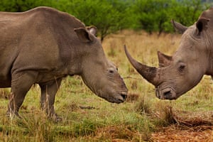 Week in wildlife: Rhino Wars