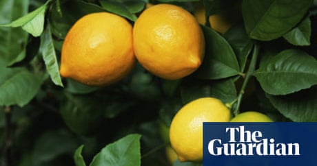 Get Gardens Citrus Trees Life And Style The Guardian Desktop Wallpaper Wallpaper Gardens Citrus Trees Life And Style The Guardian Desktop Wallpaper
