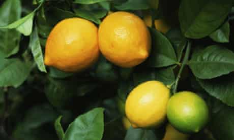 Gardens: Citrus