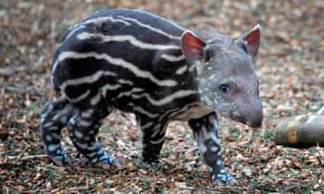 Sex tapir Tapir