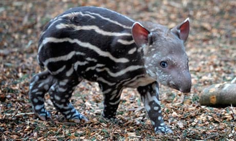 Zoo welcomes arrival of baby tapir | Animals | The Guardian