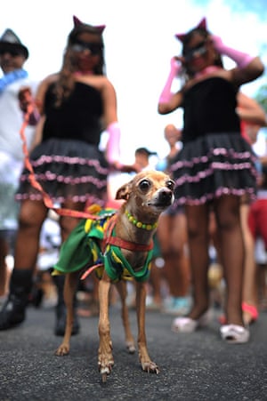 Rio animal carnival : Rio animal carnival 