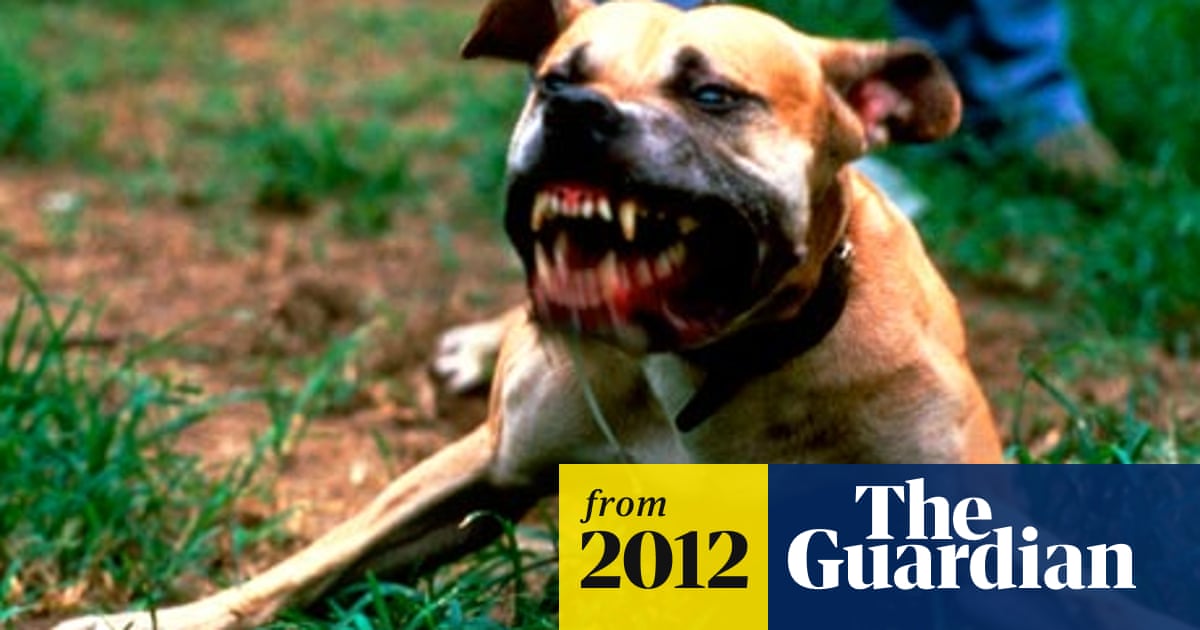 Man Whose Dog Attacked Six Year Old Girl Gets Suspended Sentence Crime The Guardian