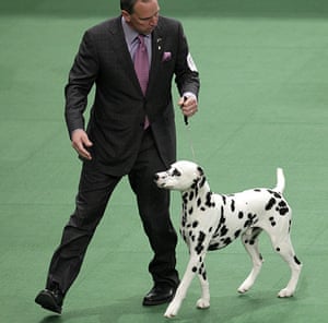 Westminster Dog Show In Pictures Life And Style The Guardian