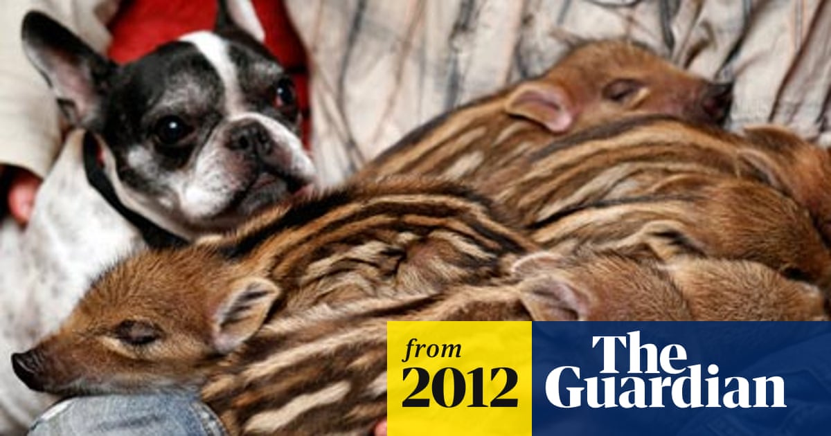 French Bulldog Called Baby Adopts Six Wild Boar Piglets Animals The Guardian French Bulldog Called Baby Adopts Six Wild Boar Piglets Animals The Guardian