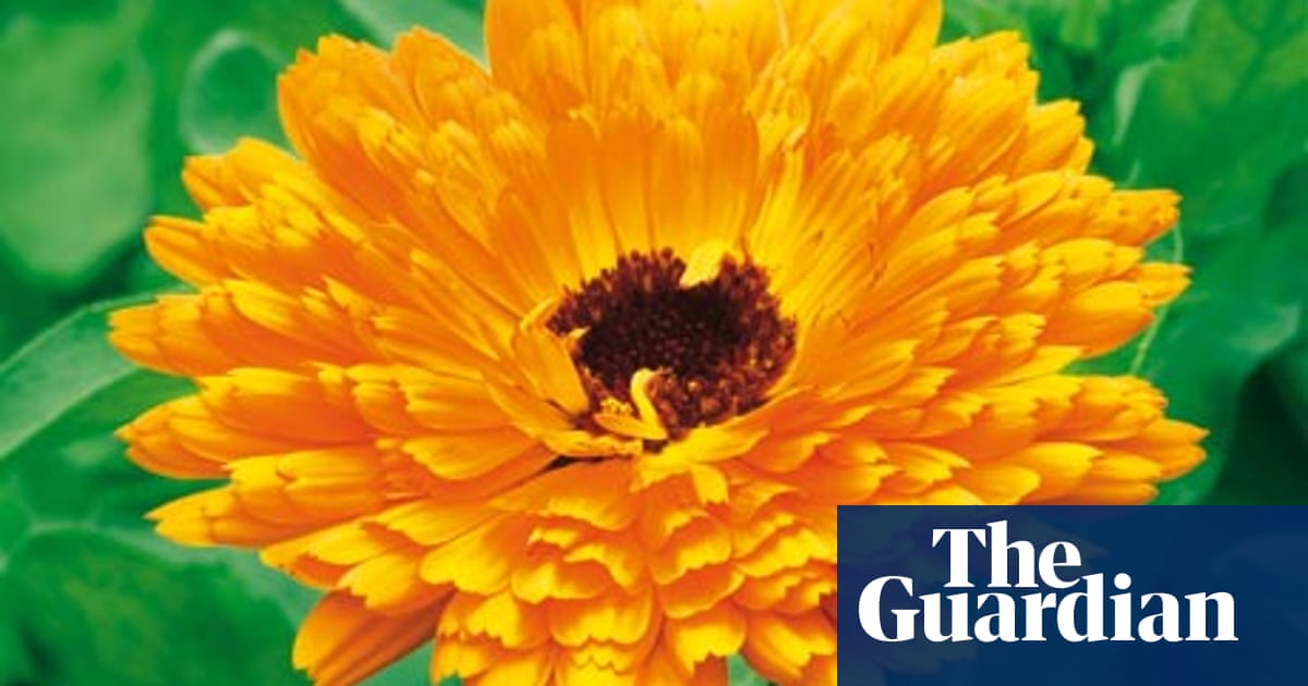 Alys Fowler Marigolds Gardens The Guardian Alys Fowler Marigolds Gardens The Guardian