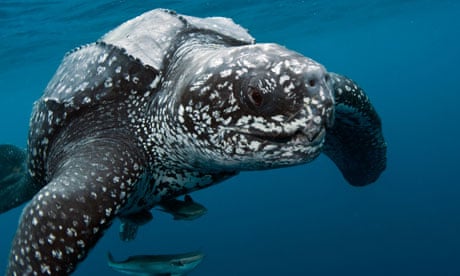 A male leatherback sea turtle