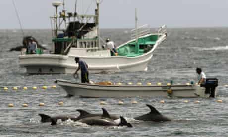 Fishermen drive bottle-nose dolphins into a net during their annual hunt off Taiji, Japan