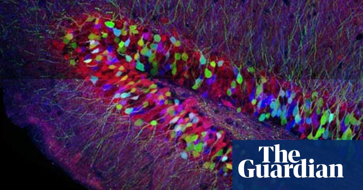 does your brain produce new cells