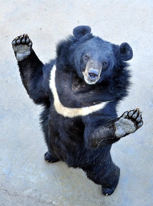 Week in wildlife: Chinese Bear Bile Manufacturer Opens Farm To The Media
