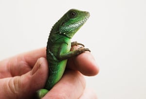 Week in wildlife: Employee displays a green water dragon 