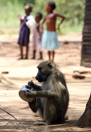 Week in wildlife: a baboon checks a cooking pot for food as children look on