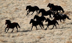 Week in wildlife: Wild horses run as they are gathered in the West Desert of Utah