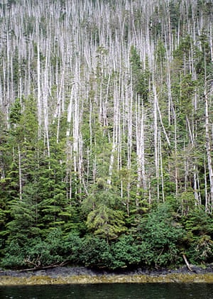 Week in wildlife: warming climate is killing off yellow cedar