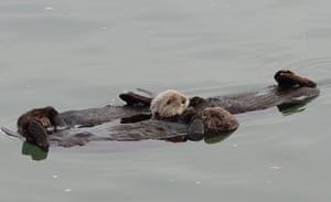 Week in wildlife: Sea otters