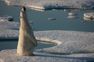 Polar Bear Day: Polar Bear in Greenland