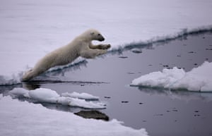 Polar Bear Day: Polar Bear on Labrador Sea Ice