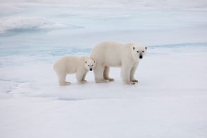 Polar Bear Day: Polar Bear with Cub in Fram Strait