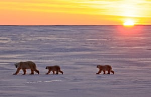Polar Bear Day: Polar Bears wandering over the snow.