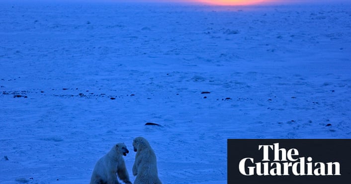 How Polar Bears Live Environment The Guardian