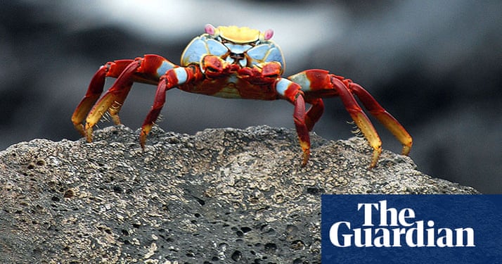 recipes crab guardian photograph February nature competition: â Readers' travel recipes crab guardian photograph February nature competition: â Readers' travel