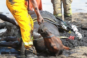 Horse rescue: Horse rescued from thick mud at Avalon Beach in Geelong, Victoria