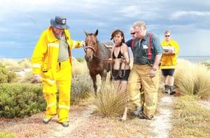 Horse rescue: Horse rescued from thick mud at Avalon Beach in Geelong, Victoria
