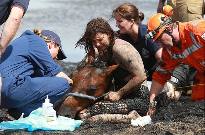 Horse freed after three hours stuck in mud on Australian beach – in  pictures | World news | The Guardian