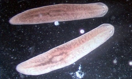 https://i.guim.co.uk/img/static/sys-images/Guardian/Pix/pictures/2012/2/28/1330452198757/Planarian-worms-008.jpg?width=465&dpr=1&s=none